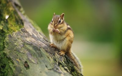 Squirrel Removal in Westfield, MA: Dealing with Squirrel Infestations