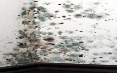 Effective Mold Damage Remediation in Omaha, NE: Safeguarding Your Home and Health