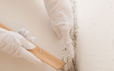 Mold Cleanup Service in Omaha, NE: Safeguarding Your Home and Health