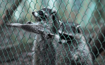Protecting Your Home and Environment Through Wildlife Removal in Westfield, MA