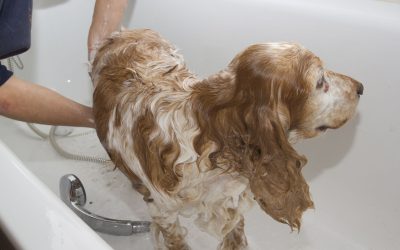 Expert Dog-Bathing Services in Denver are Truly Invaluable