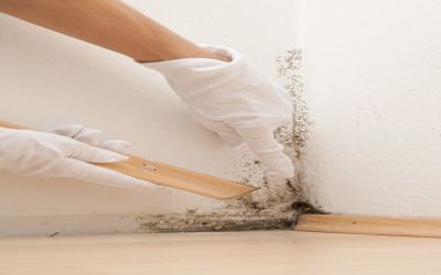 Uncovering the Secrets to Effective Mold Cleanup Service in Omaha, NE