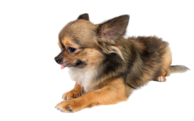 Personal Dog Trainer in Charleston, SC: Tailoring Training to Your Dog’s Specific Requirements