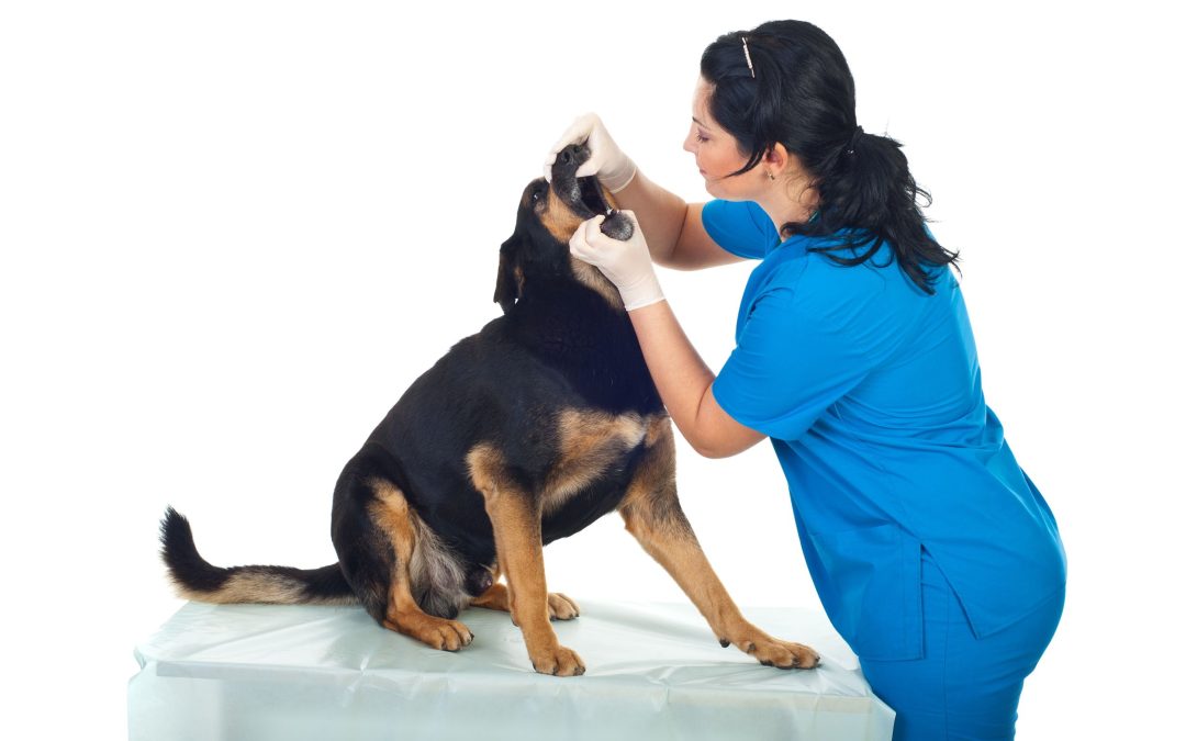 The Essentials Of Pet Dental Services In Charlottesville