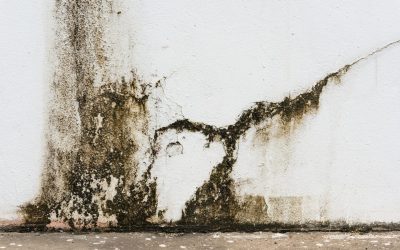 Combating the Mold Threat: Your Guide to Successful Mold Remediation in Omaha, NE