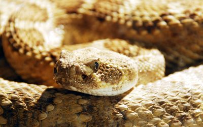 Safeguarding Your Home: Expert Snake Removal in Westfield, MA