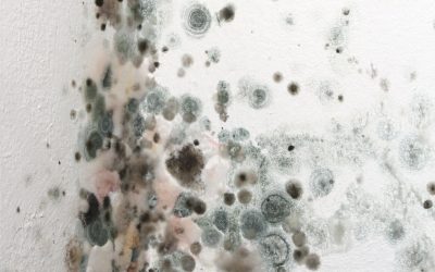 Exposing the Real Story of Mold Damage Remediation in Council Bluffs, IA