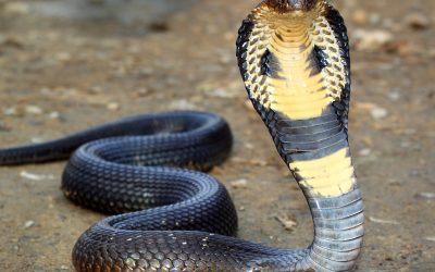 Ensuring Family Safety with Reliable Snake Removal in Westfield, MA