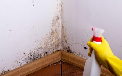 A Guide for Keeping Your Home Safe with Effective Mold Remediation in Council Bluffs, IA.