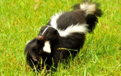 Defend Your Residence with Professional Skunk Removal in Westfield MA