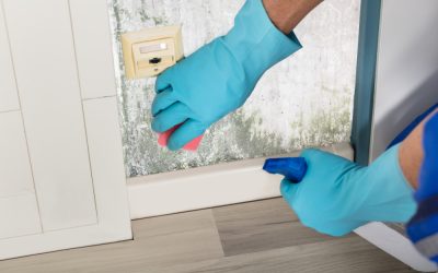 Complete Guide to Mold Damage Remediation Services in Omaha, NE