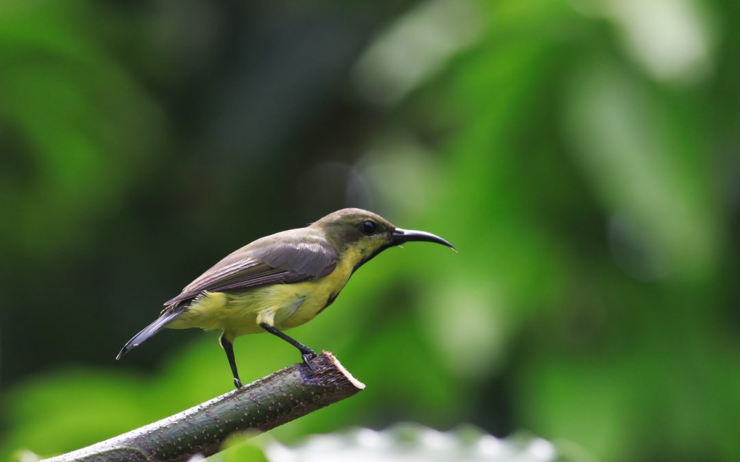 The Efficient Removal Of Birds In Westfield, Massachusetts Preserves Both Health And Property