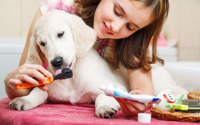 Enhancing Your Dog’s Well-Being with Dog Daycare in Wisconsin Rapids, WI