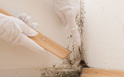 Mold Specialist Tampa: Your Guide to a Safe, Mold-Free Home