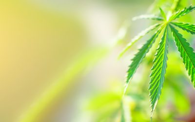 How THC Gummies For Sleep Can Help Americans Combat Restlessness and Wake Up Refreshed