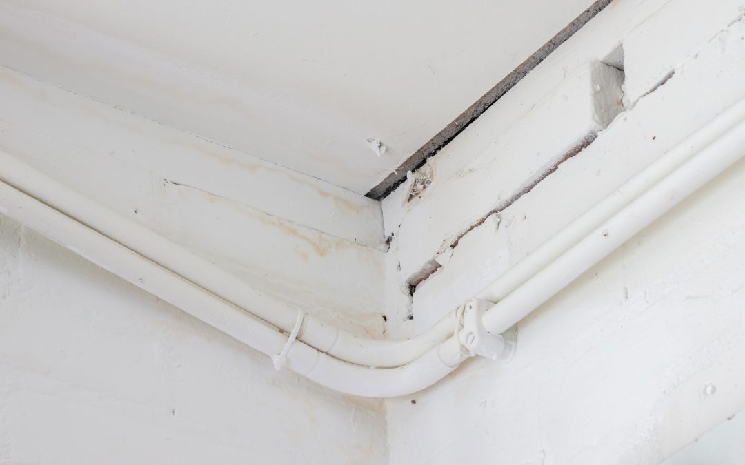 Safeguard Indoor Air Quality with Professional Mold Remediation Murrieta CA Solutions