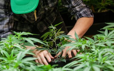 Enjoy Greater Privacy and Simplicity With Weed Delivery Brooklyn Services