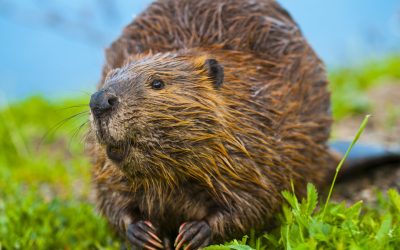 Protect Your Property with Professional Beaver Removal Westfield, MA Residents Trust