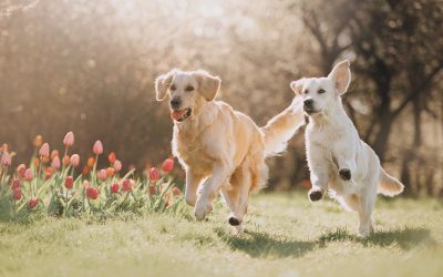 The Benefits Your Dog Gains from Visiting a Dog Spa Wisconsin Rapids WI