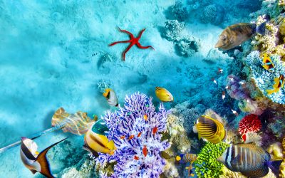 Enhance Office Ambiance Using Custom Fish Tanks Fort Worth TX Professionals Recommend