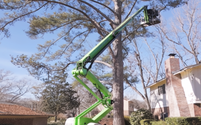 Enhancing Curb Appeal With Tree Trimming and Pruning in Senoia, GA Homeowners Trust