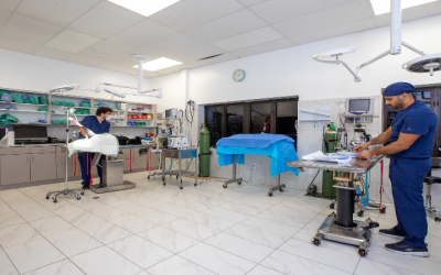 How Can a Canine Allergy Blood Test in Monmouth County, NJ Can Bring Your Dog Relief?