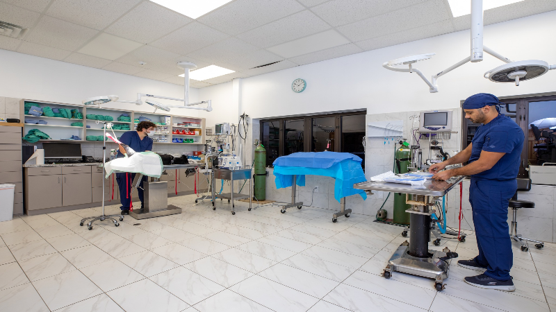 How Can a Canine Allergy Blood Test in Monmouth County, NJ Can Bring Your Dog Relief?