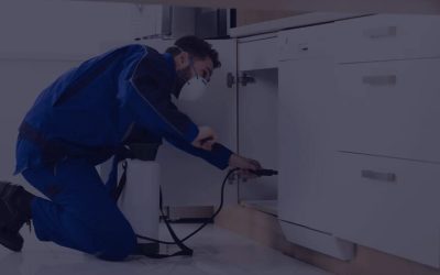 Protect Your Home Effectively With Pest Control Near Newnan, GA for Lasting Peace