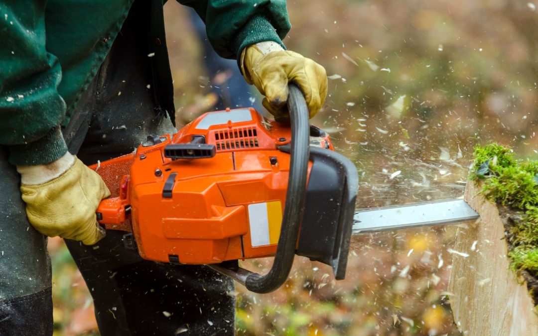 Stump Grinding Services for a Safer and More Beautiful Backyard