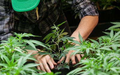 Experience quality cannabis and local expertise at a Holyoke Dispensary near you today