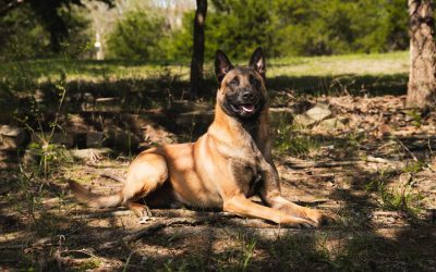 Find peace of mind with dogs for family and protection that offer safety and companionship