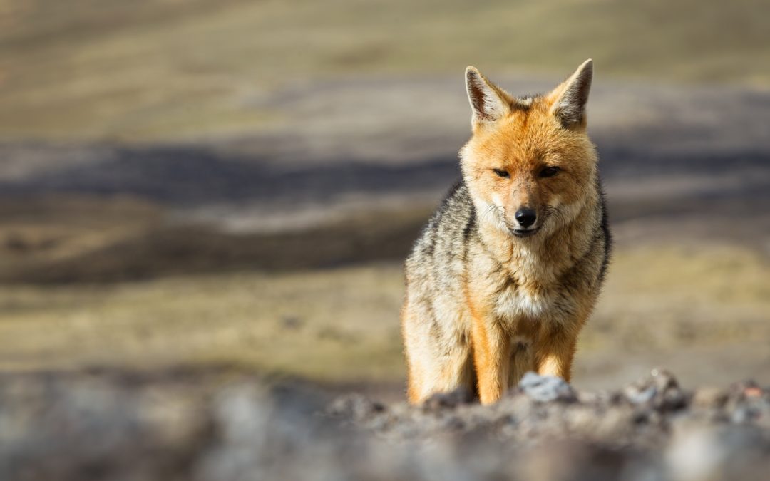 Benefits of Hiring Wildlife Removal Services Woodbury MN for Fast Animal Control