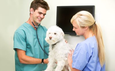 Dog Care Services That Make Pet Wellness and Joy a Priority