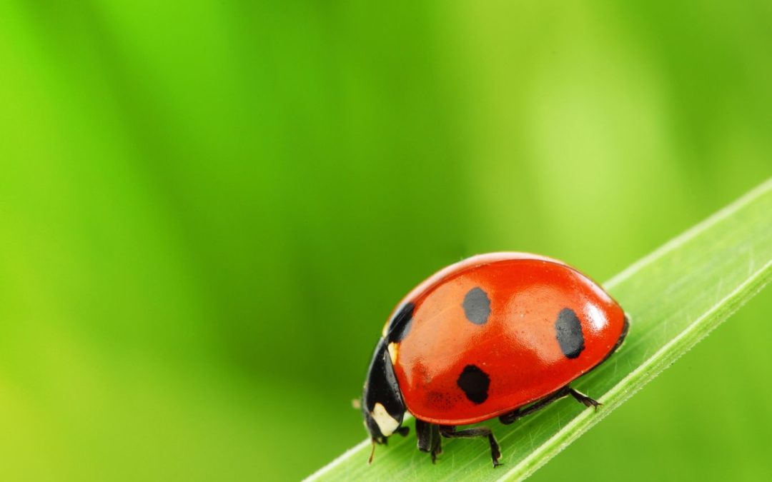 Achieve a Healthier Lawn With Proven Weed Control Gainesville FL Solutions That Last