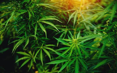 Convenience and Privacy Meet With Weed Delivery Brooklyn Solutions at Your Door