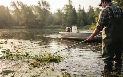 How Aquatic Weed Control Protects Ponds, Lakes, and Waterways